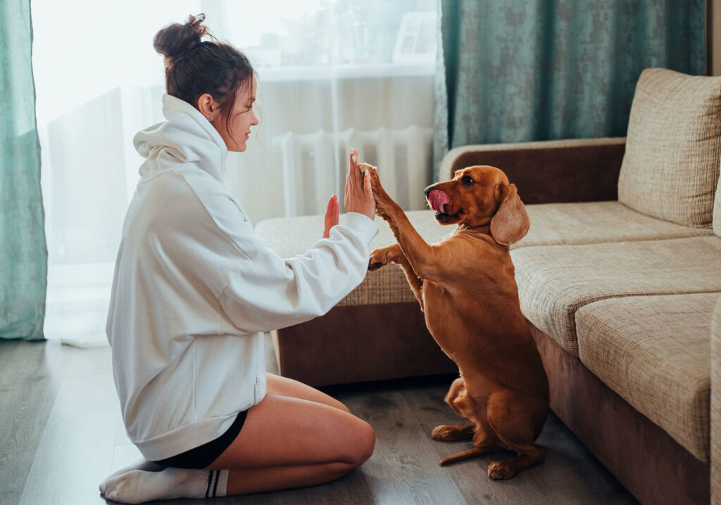 Dog hi five trick