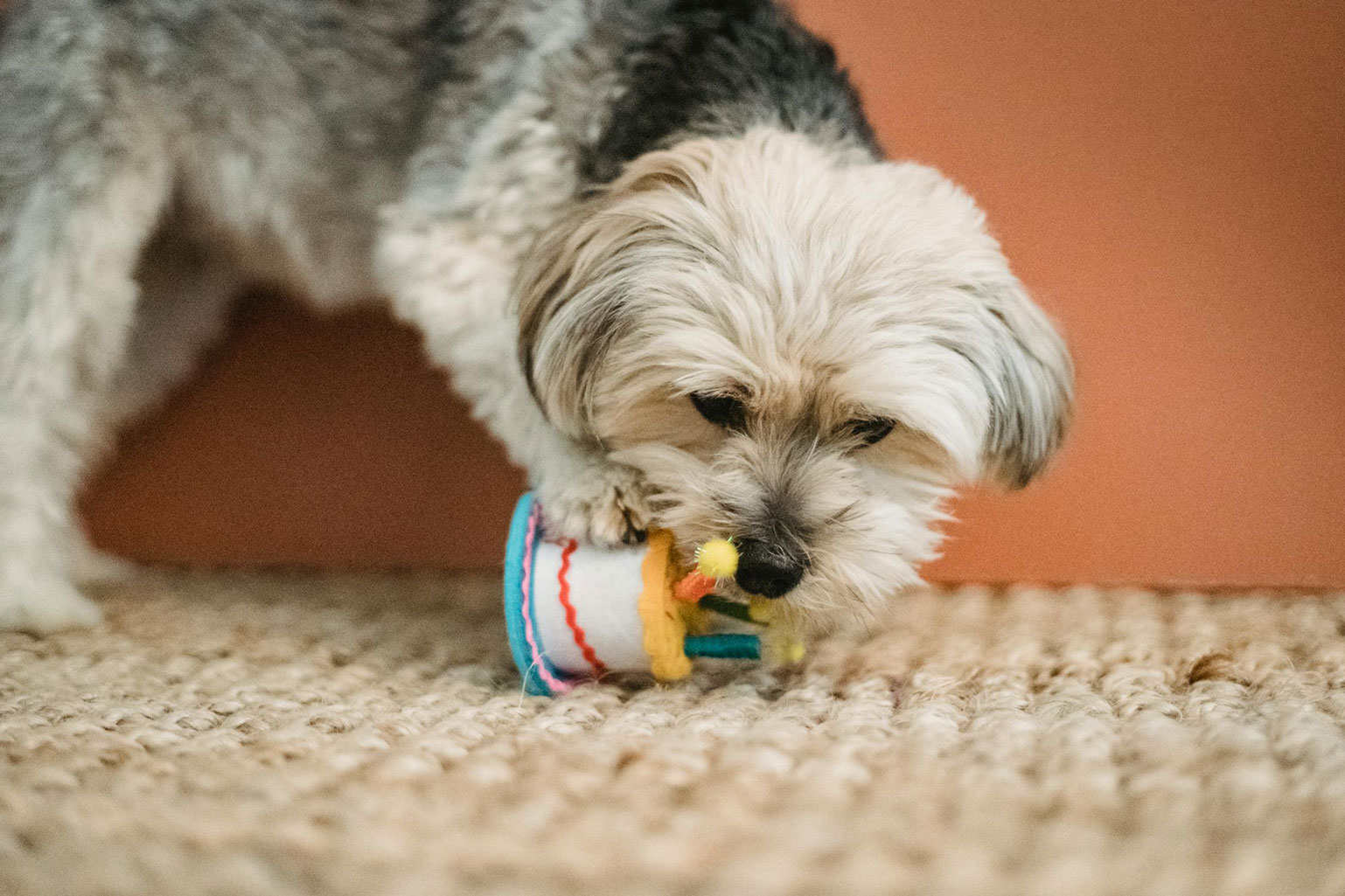 Dog playing with chew toy
