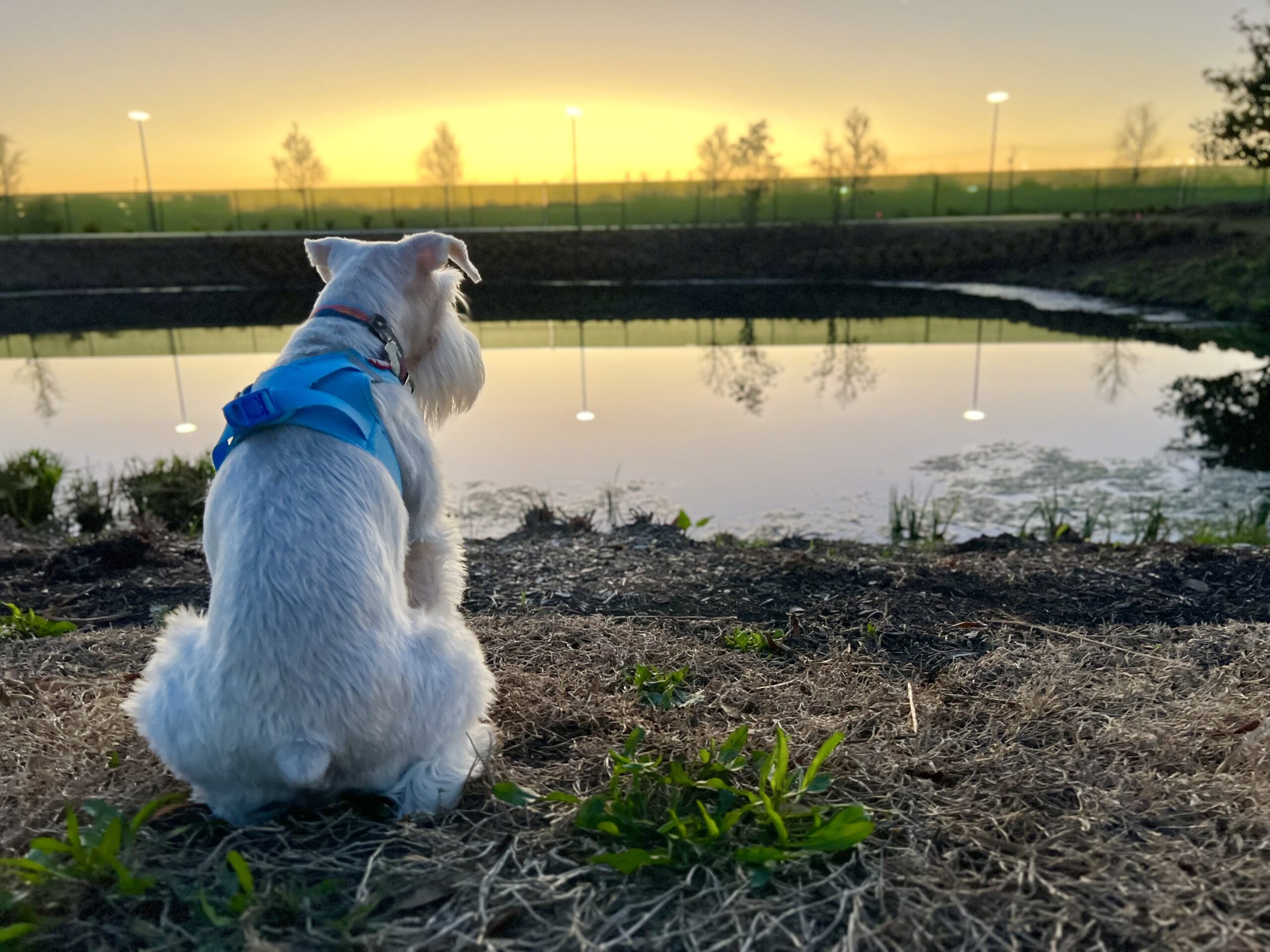 Dog looking at the sunset