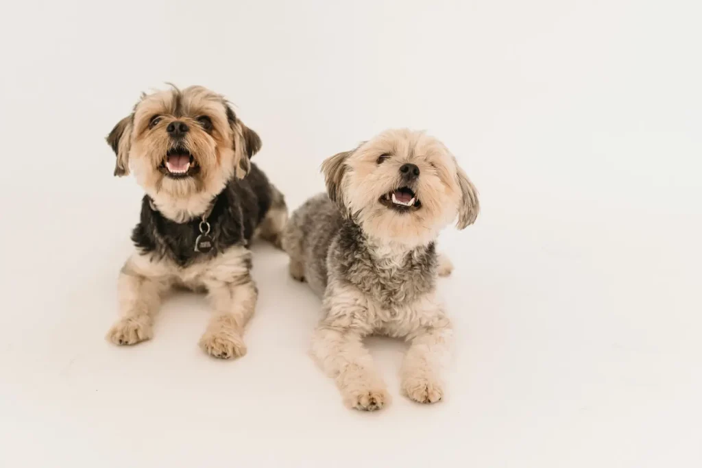Two small dogs sitting side by side on a clean white background, looking adorable and ready for playtime.