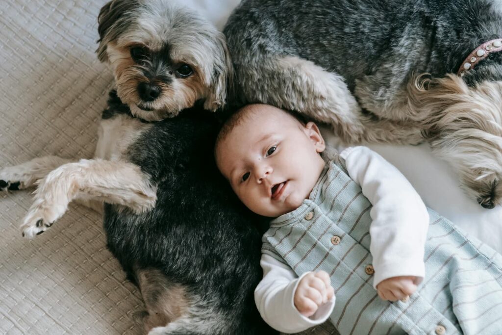 A baby and two dogs snuggled up on a cozy bed, enjoying a peaceful nap together.